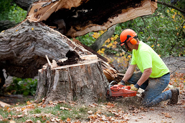 Best Tree Trimming and Pruning  in Salmon Brook, CT